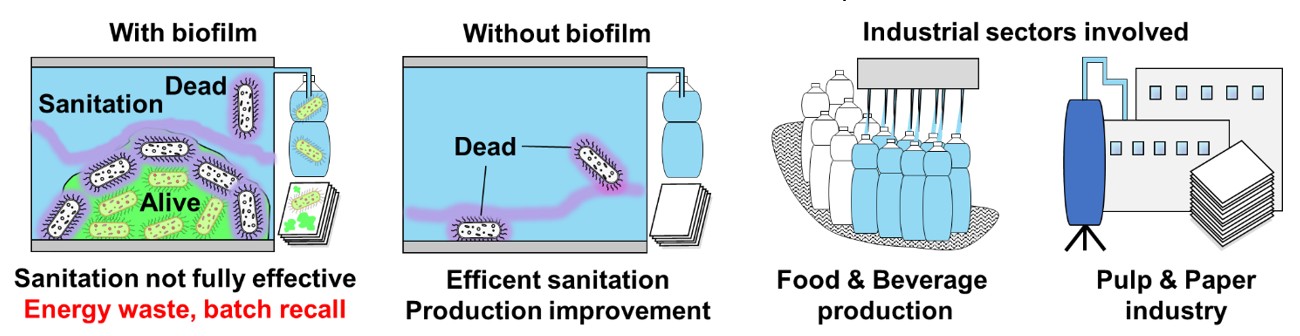 Biofilm impact on sanitation efficiency and energy consumption in different production plants