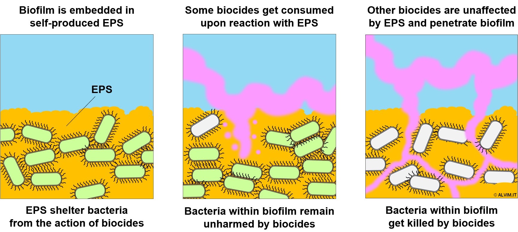 The biocide ability to penetrate biofilm is inversely proportional to its reactivity toward EPS