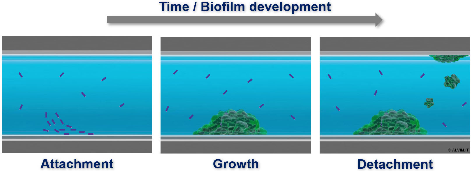 Formación y desarrollo de biopelículas con el tiempo.