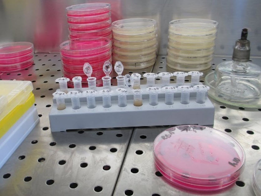 Coltivazione di batteri su piastre Petri