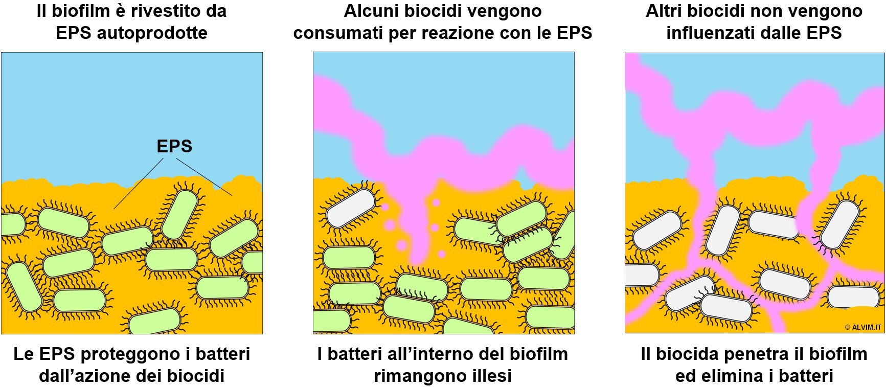 La capacità del biocida di penetrare il biofilm è inversamente proporzionale                                   alla sua reattività nei confronti dello strato di EPS
