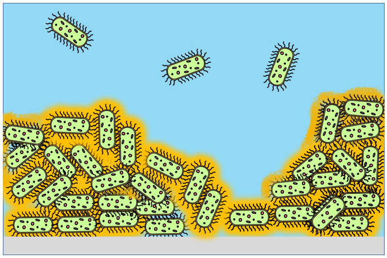 Le sostanze polimeriche extracellulari (in giallo) formano un rivestimento protettivo per i batteri del biofilm