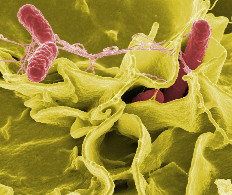 Salmonella, a rod-shaped bacterium