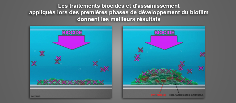 Les traitements biocides et d'assainissement appliqués lors des premières phases de développement du biofilm donnent les meilleurs résultats